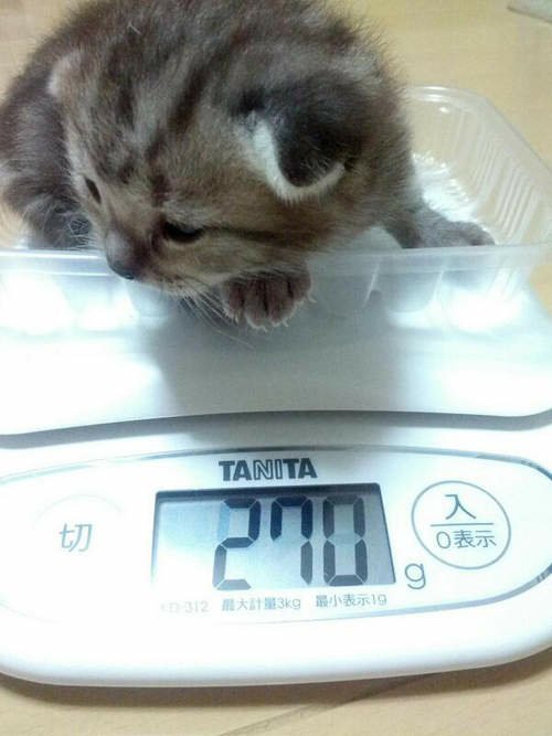 《小貓的體重測量》可愛模樣萌翻