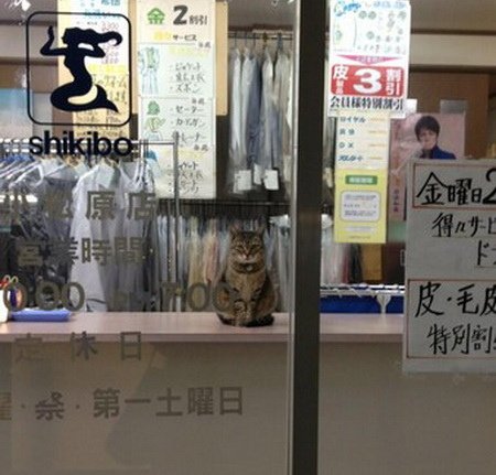 現在景氣這麼差，貓咪也不容易混