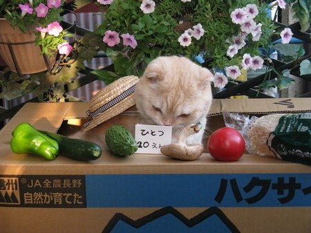 現在景氣這麼差，貓咪也不容易混