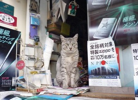 現在景氣這麼差，貓咪也不容易混
