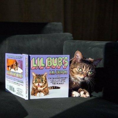 殘缺小貓遇到愛！伸舌頭賣萌吐舌貓Lil Bub