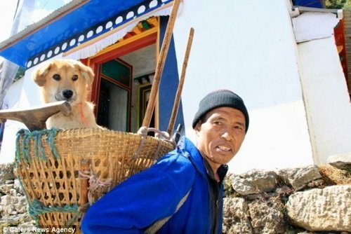 流浪狗出頭天！登上聖母峰的流浪狗Rupee
