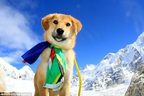 流浪狗出頭天！登上聖母峰的流浪狗Rupee