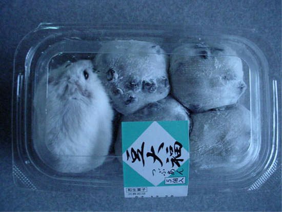 《動物麻糬》白拋拋幼咪咪