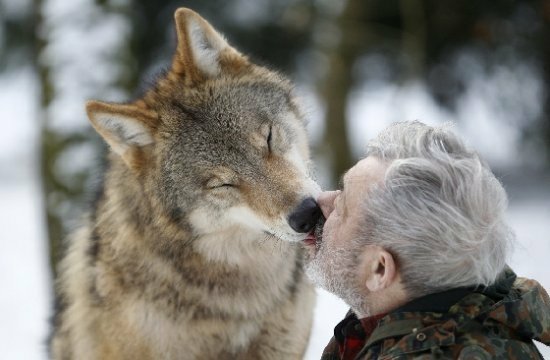 40年養70匹狼！80歲老爺爺與狼共舞的故事