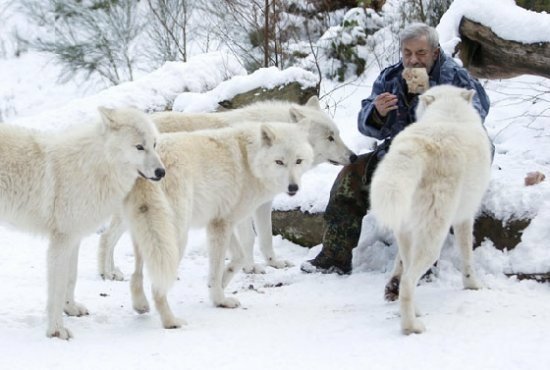 40年養70匹狼！80歲老爺爺與狼共舞的故事
