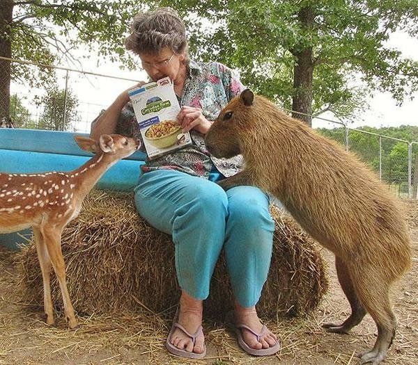 一家親的收容所 讓動物們不孤單