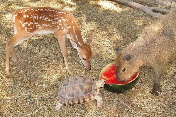 一家親的收容所 讓動物們不孤單