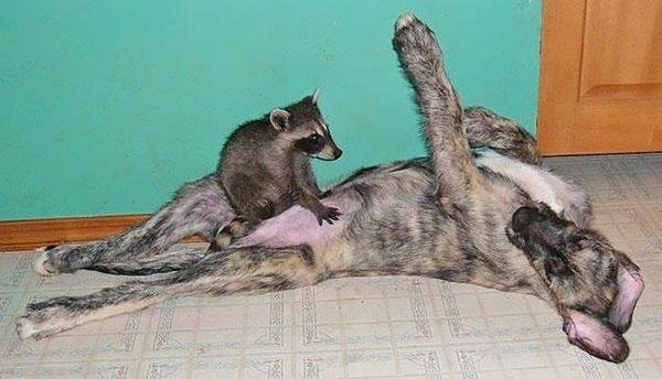 一家親的收容所 讓動物們不孤單