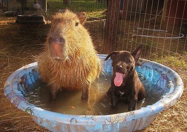 一家親的收容所 讓動物們不孤單