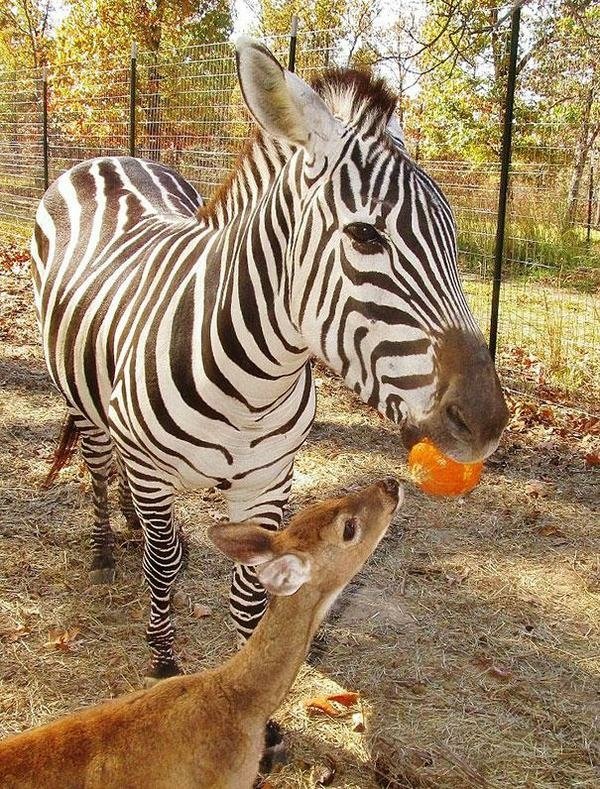 一家親的收容所 讓動物們不孤單