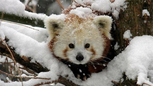 《小貓熊》爆萌玩雪