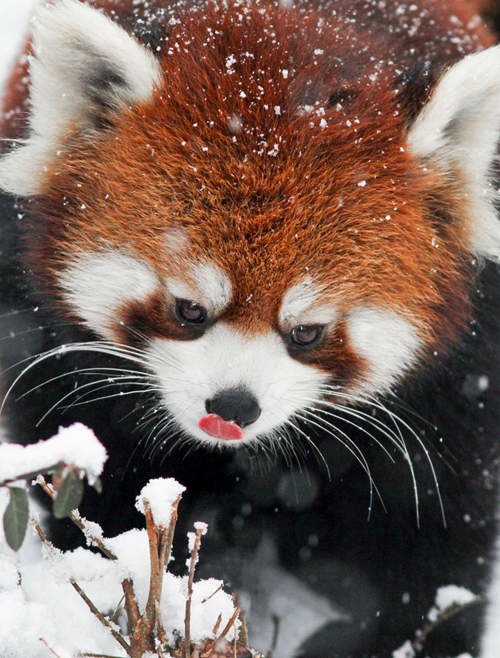 《小貓熊》爆萌玩雪