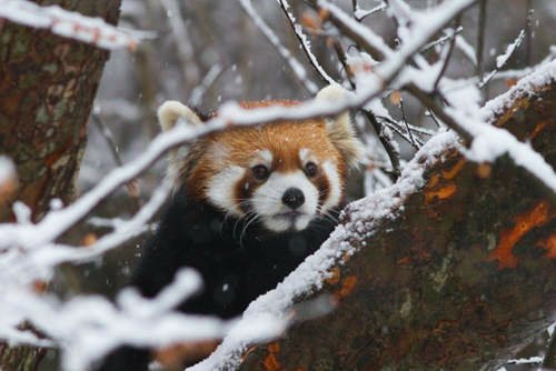 《小貓熊》爆萌玩雪