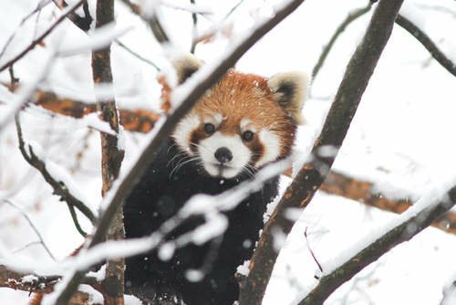 《小貓熊》爆萌玩雪