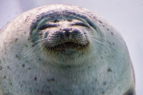 水族館《微笑海豹》游泳撞玻璃萌翻