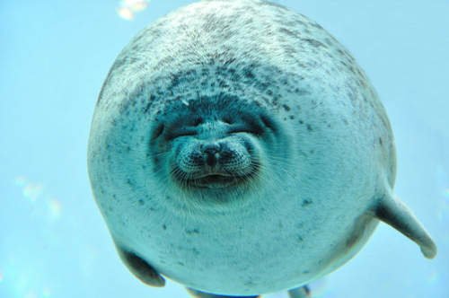 水族館《微笑海豹》游泳撞玻璃萌翻