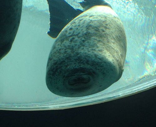 水族館《微笑海豹》游泳撞玻璃萌翻
