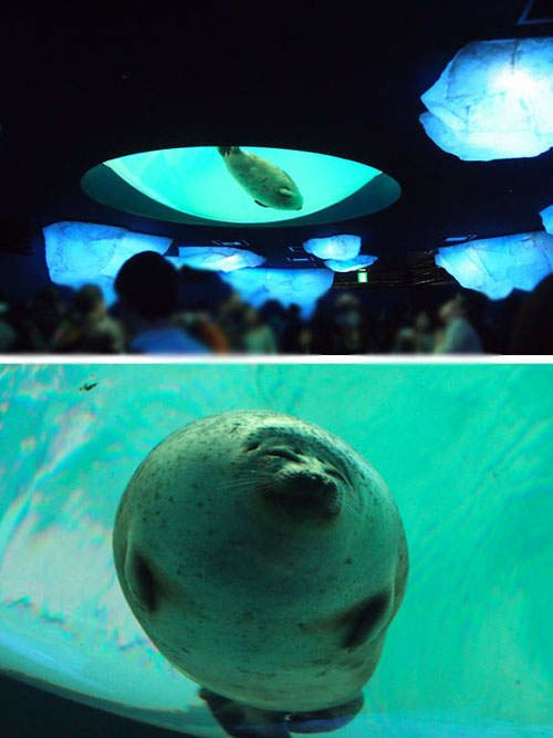 水族館《微笑海豹》游泳撞玻璃萌翻