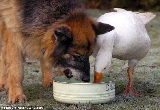 德國狼犬愛上鵝的溫馨故事