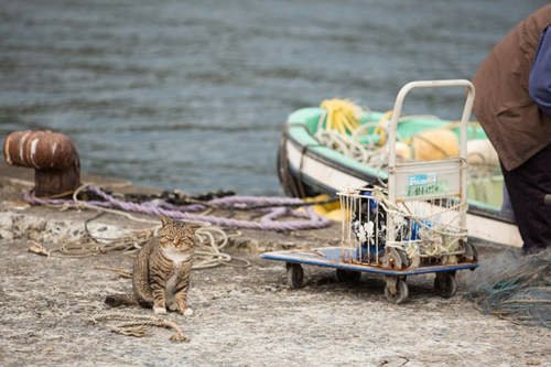 《田代島》貓島需要大家來觀光