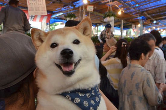 《柴犬與花貓》這麼噴鼻血的組合太犯規