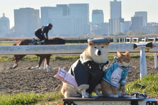 《柴犬與花貓》這麼噴鼻血的組合太犯規