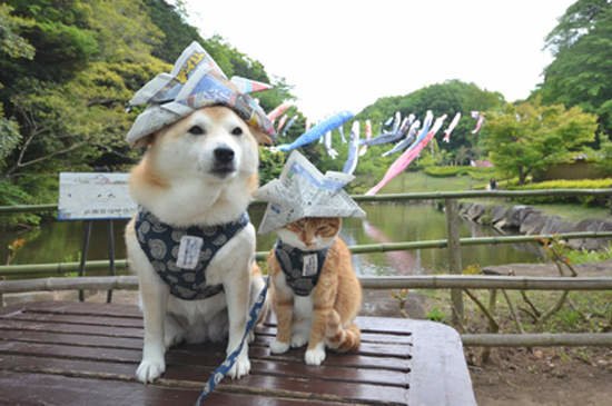 《柴犬與花貓》這麼噴鼻血的組合太犯規