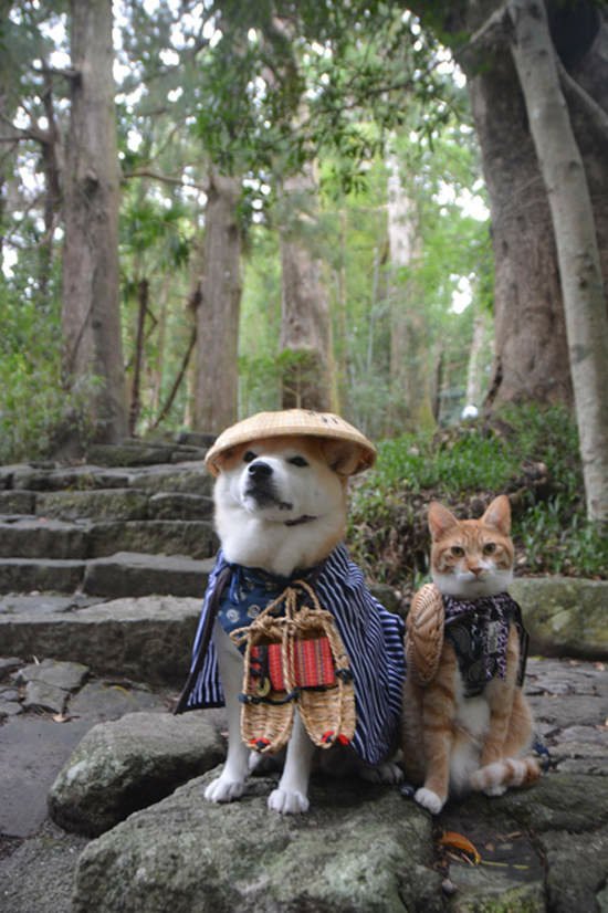 《柴犬與花貓》這麼噴鼻血的組合太犯規
