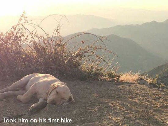 各種動物的初體驗