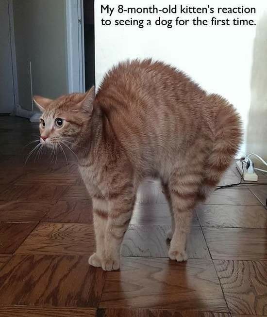 各種動物的初體驗