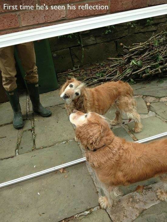各種動物的初體驗