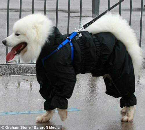 狗狗雨衣之星光大道