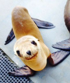 小海獅遠征記！跑到距離海岸160公里果園玩耍
