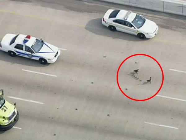 最溫馨「路過」！2大5小七隻雁步行公路　警車壓陣護送