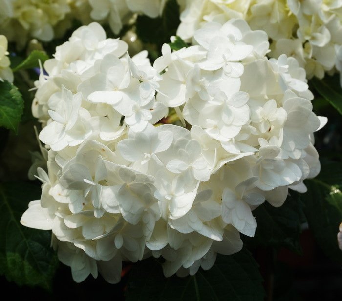 240727五彩繽紛繡球花 (1).JPG