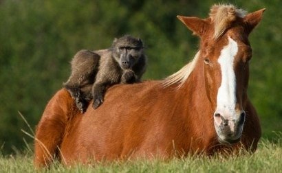 狒狒當大爺！　爬上馬背兜風還招乎同伴「快上來」
