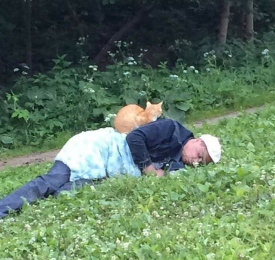 貓咪總能找到最舒適的地方   不需要人類多操心