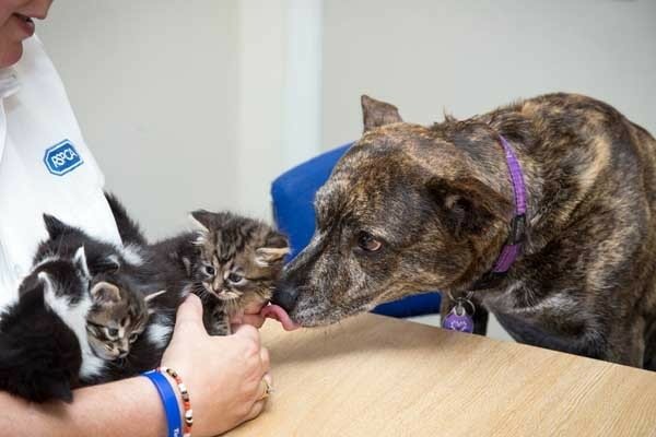 英國3腿搜救犬　救出遭母拋棄、受困天花板的5隻小貓