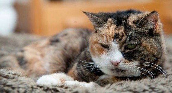 看不出來真實年齡　24歲童顏黑貓角逐「世界最老貓」