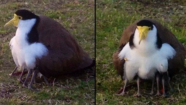 驚見「8腳蜘蛛鳥」？鳥媽媽「藏」3子