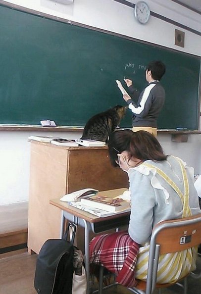 有貓咪助教陪上課　日本這所高中的學生好幸福