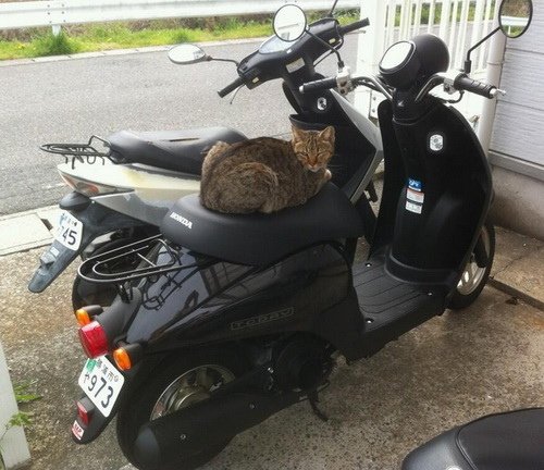 汽車機車腳踏車牠們都愛！喵星人的各種可愛霸佔