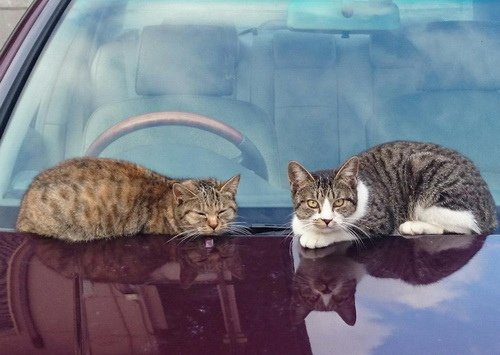 汽車機車腳踏車牠們都愛！喵星人的各種可愛霸佔