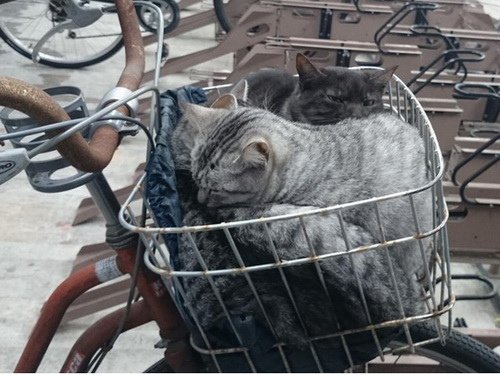 汽車機車腳踏車牠們都愛！喵星人的各種可愛霸佔
