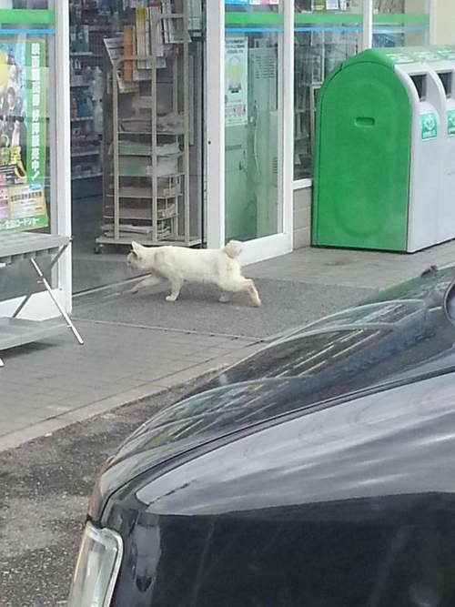 日本《便利商店的看門貓》搶劫不要動～交出貓罐頭