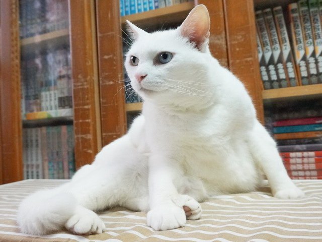 驚醒的波波