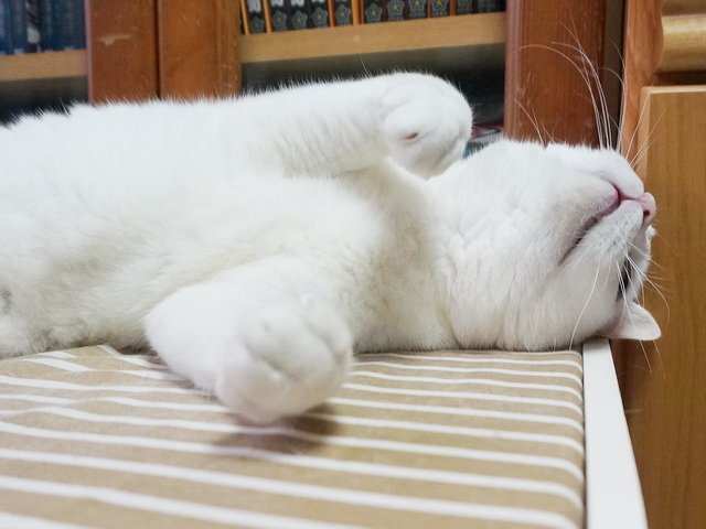 驚醒的波波