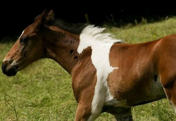 棕色小馬天生帶「白馬」花紋　跑起來就像2隻匹馬奔馳