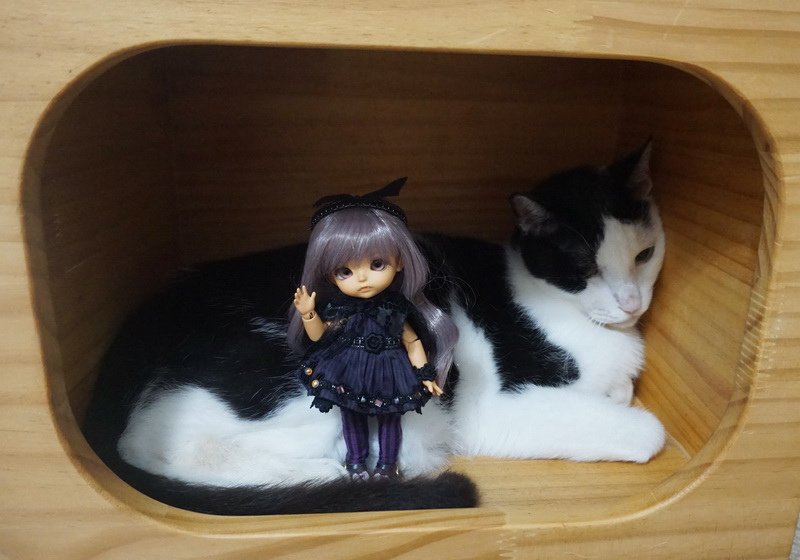 小魔女姊妹與喵星人